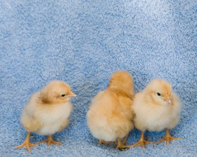 BuffChicks.jpg
