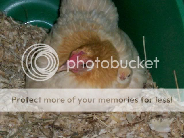 100_2871.jpg