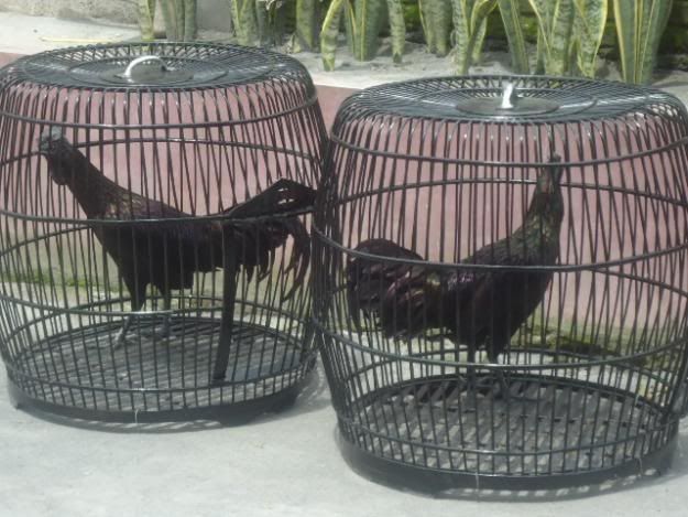 Black-Bekisar-Hewan.jpg