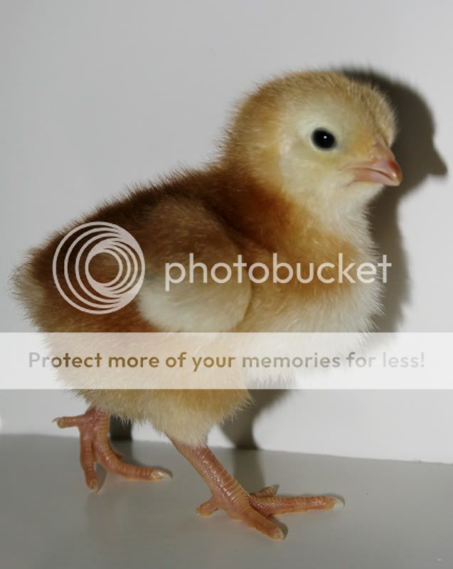 chick.jpg