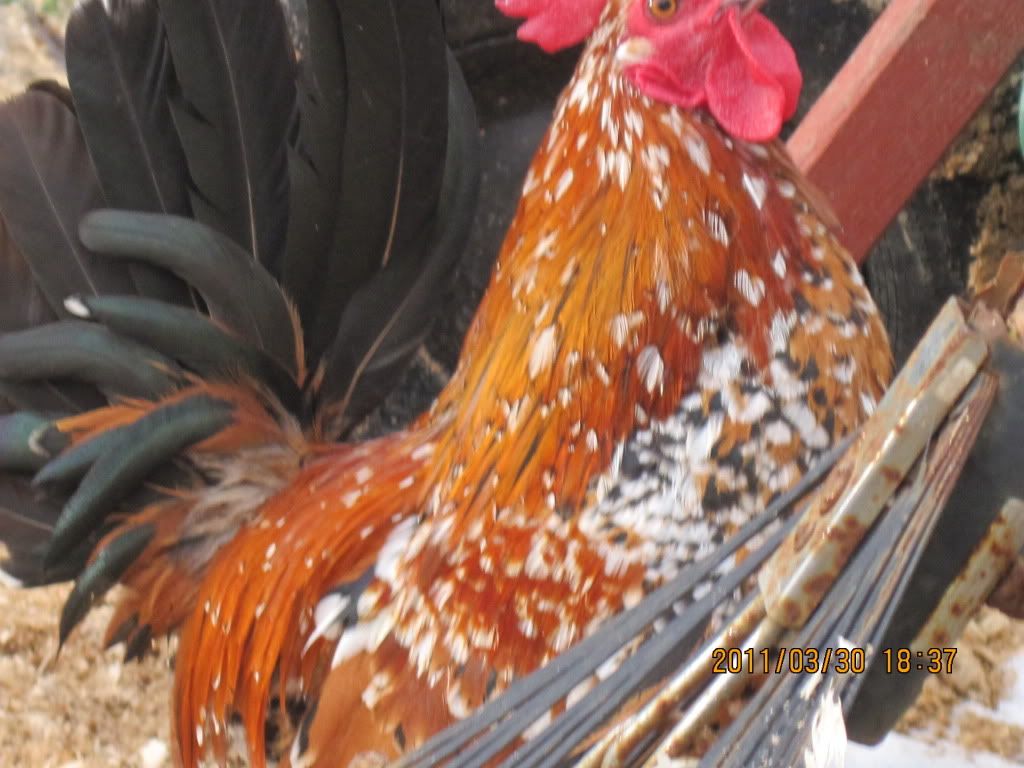 chickensatmoms115.jpg