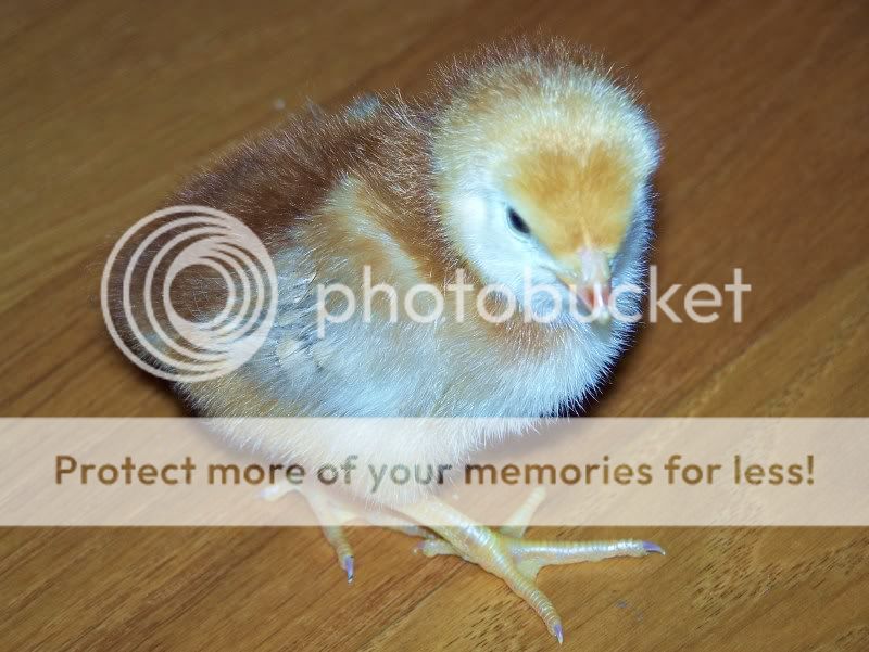Chicksman019.jpg