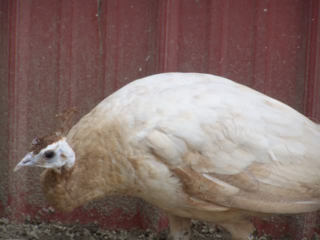 birds115.jpg