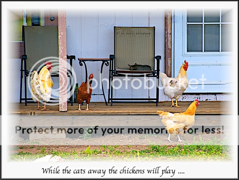 CatsAway3_framed-Version2.jpg