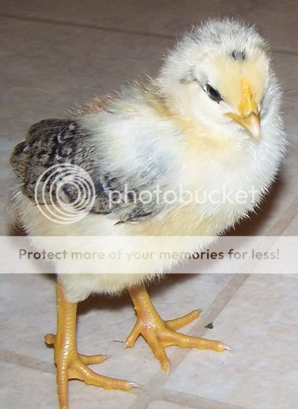 newchicks5172011021.jpg