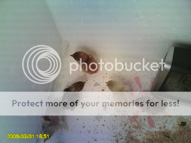 PICT0185.jpg