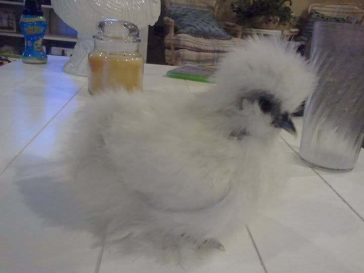 silkie1side.jpg