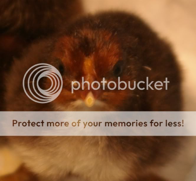 sept10chicks020.jpg