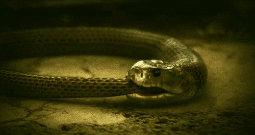 1930eff8fec2366289e31cdf4921aff1.gif
