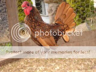 newchick1007.jpg