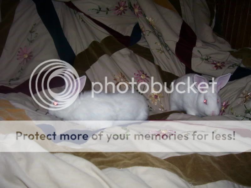 rabbits020.jpg