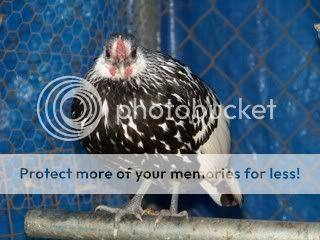 Chickens055.jpg