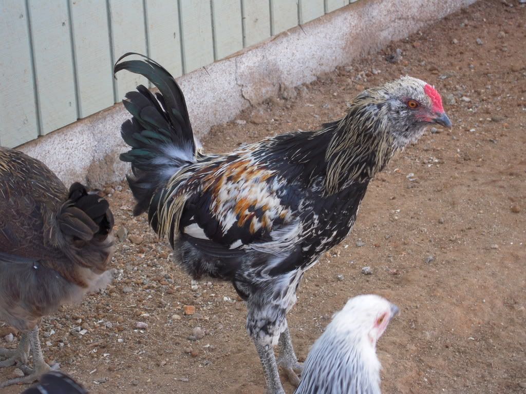 chickens116.jpg
