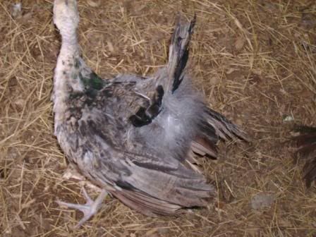 peachick5.jpg