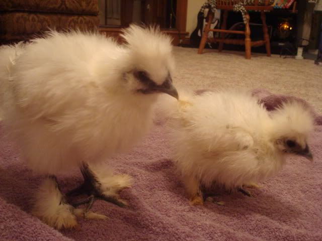 DSC01356.jpg