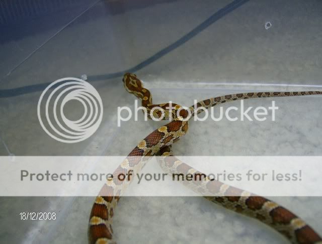EatingSnakes018.jpg