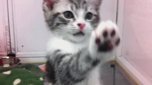 tumblr_lz6gupdAnq1qbma4ko1_500.gif