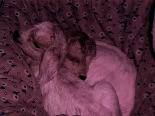 Picture484-1.jpg