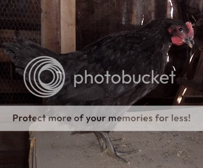 chicken083.jpg
