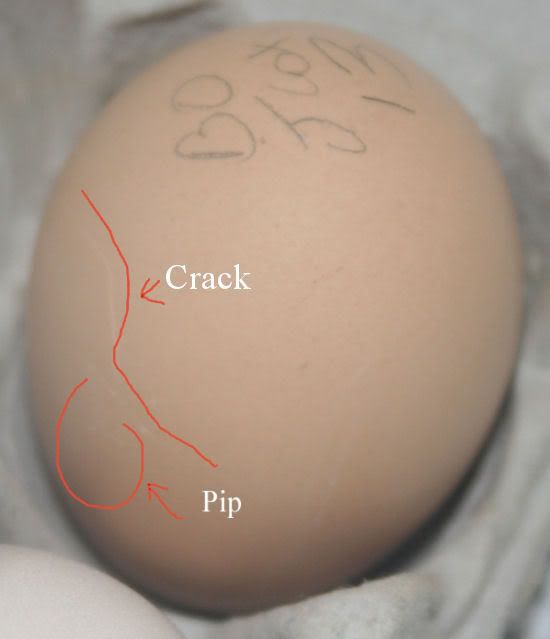 pippedeggs.jpg