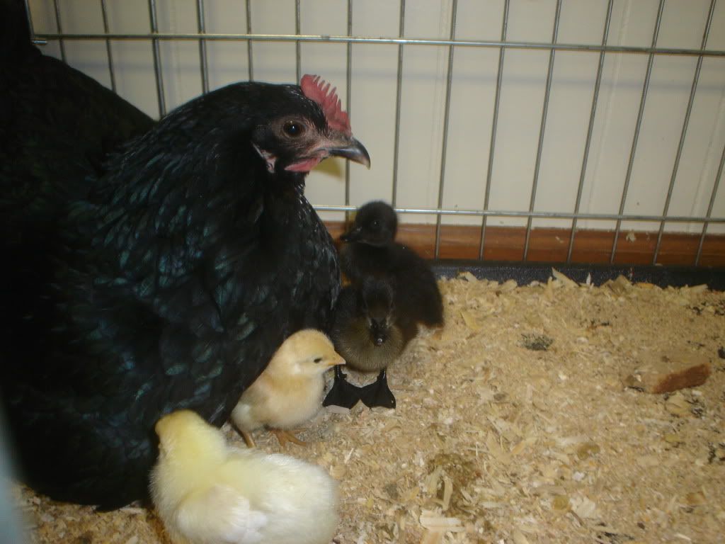 March292010MelandDucks004.jpg