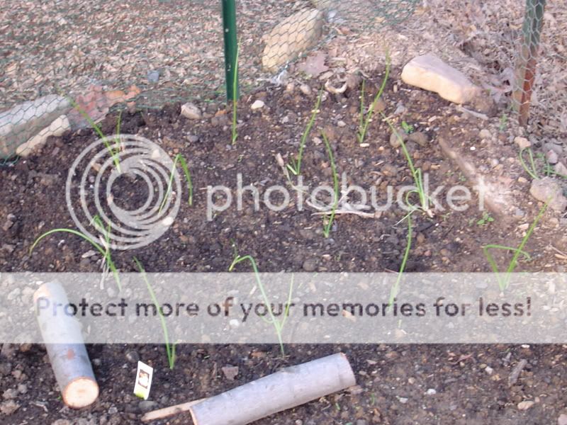 PoultryPics012.jpg