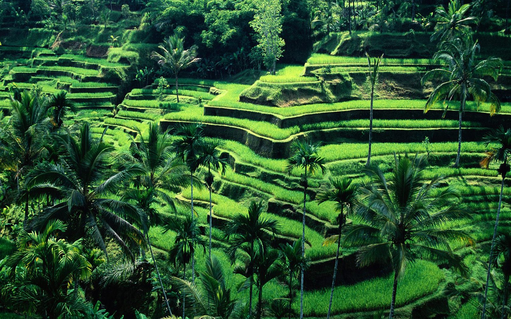 bali.jpg