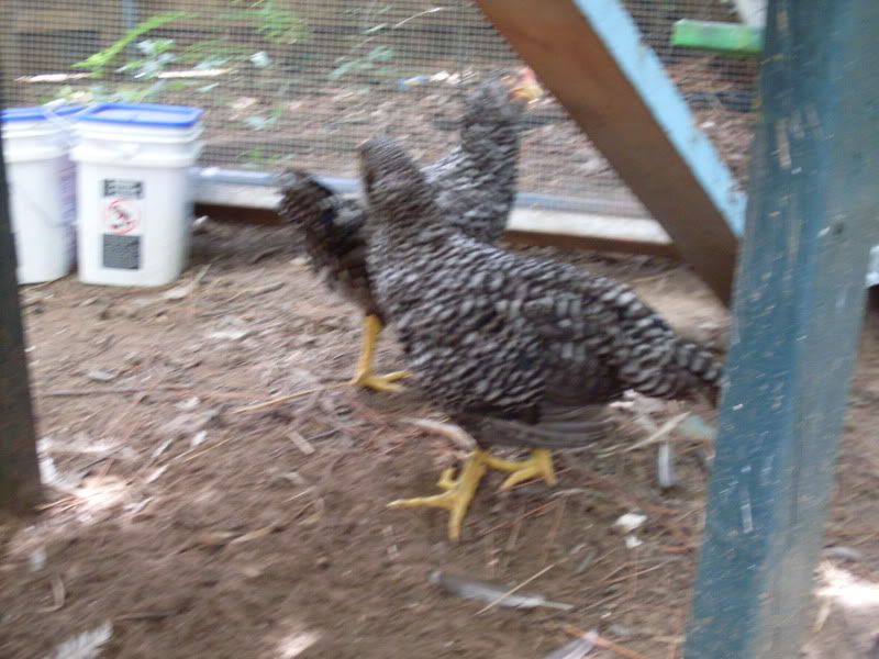 SDC10478.jpg