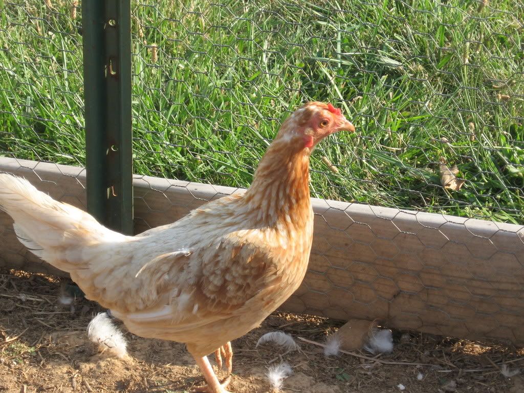 4-12-08203.jpg