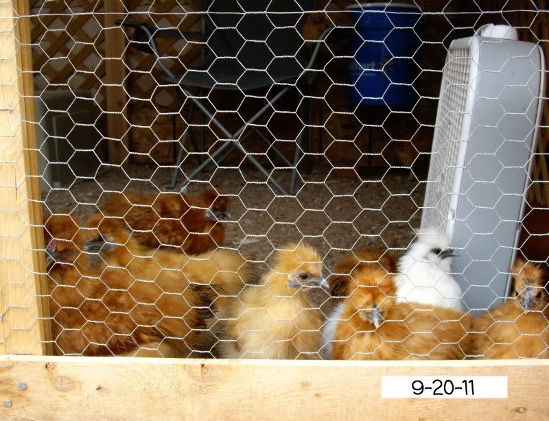 Silkies.jpg
