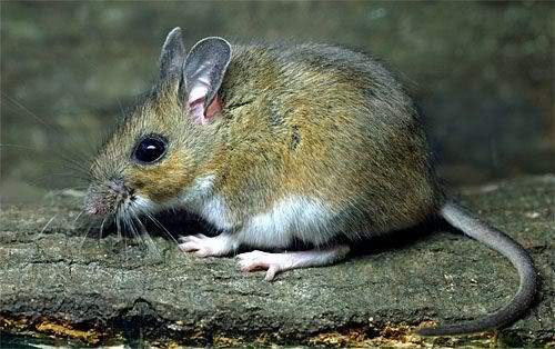 deermouse1.jpg