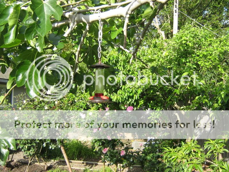 NewBackyard045.jpg