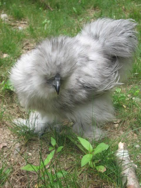 silkies112.jpg