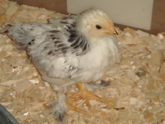 Newerandolderchicks4-4-084.jpg