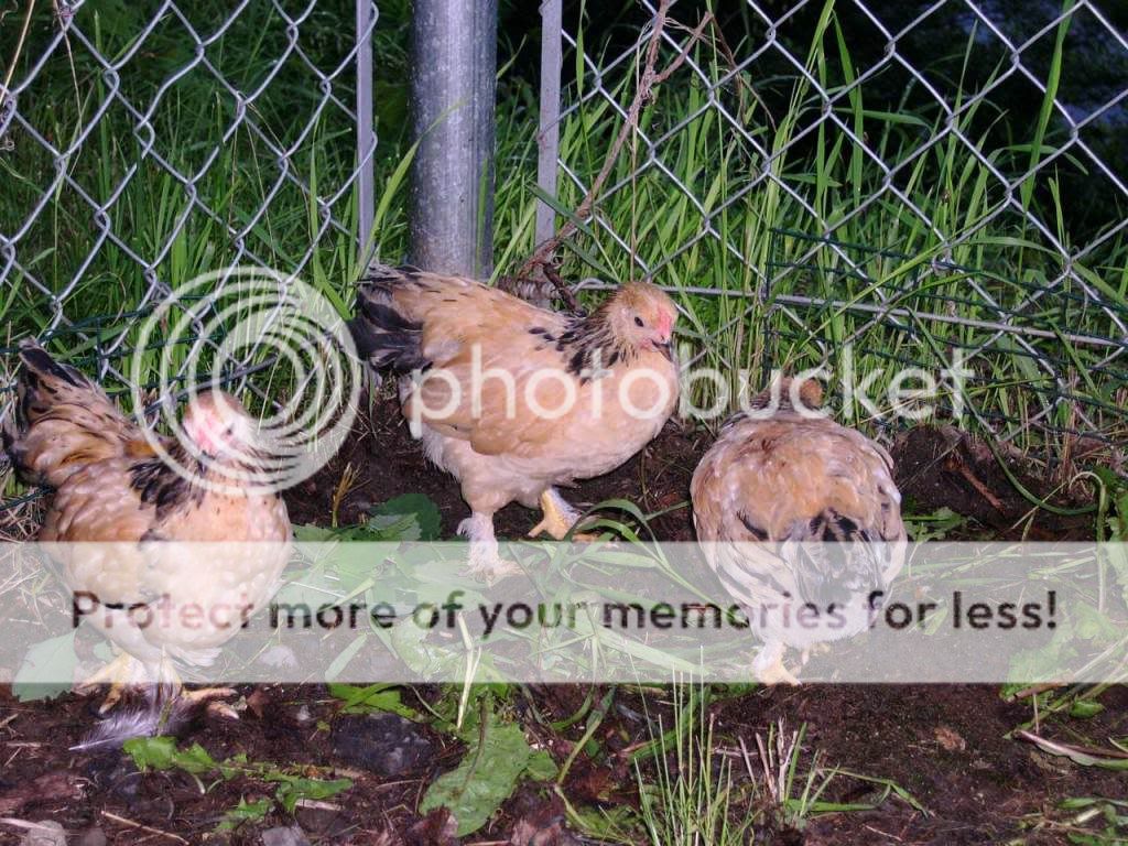 The3buffbrahmabantamroos.jpg