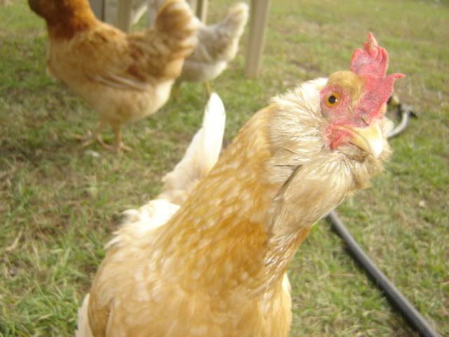 chickens1110004.jpg