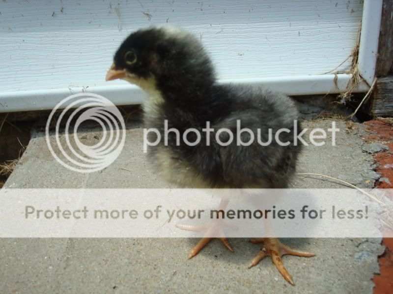 dchick12.jpg