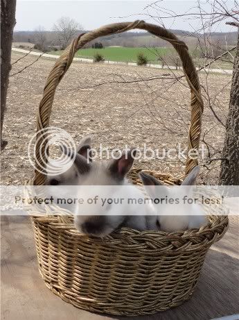 ssinbasket1.jpg