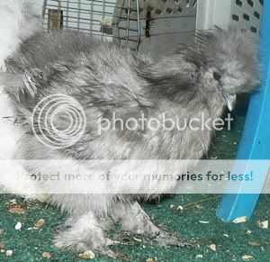 3silkies019.jpg