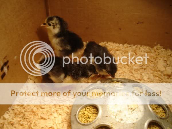 newchicks.jpg