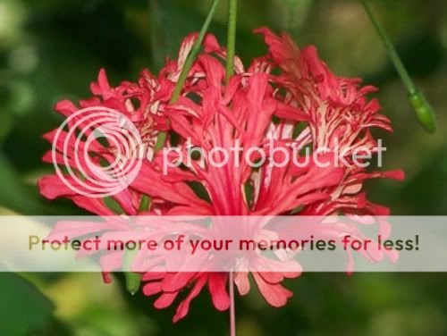 Pink-flower.jpg