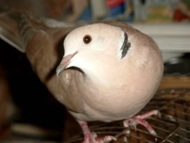 ring_neck_dove.jpg