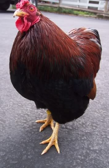 Helmut2.jpg