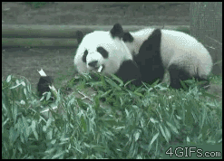 NMqhzdI.gif