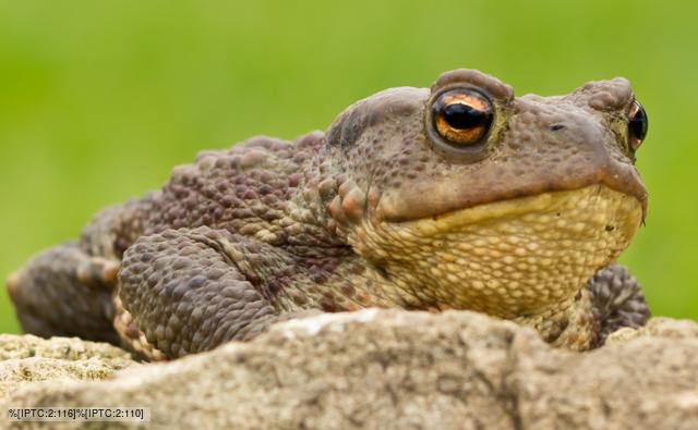 common_toad_1.jpg