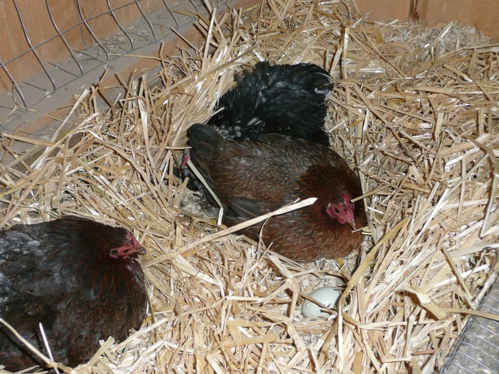 mychickens058.jpg
