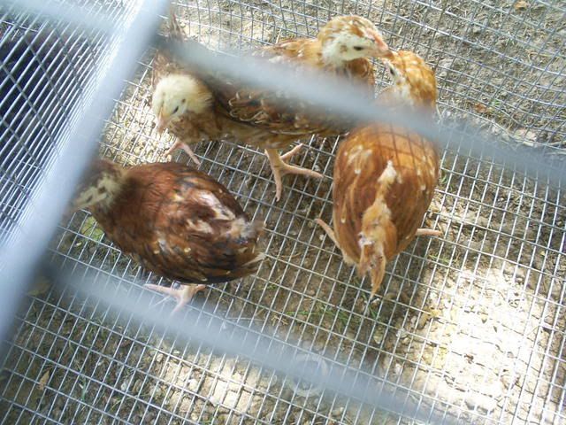 animals108.jpg