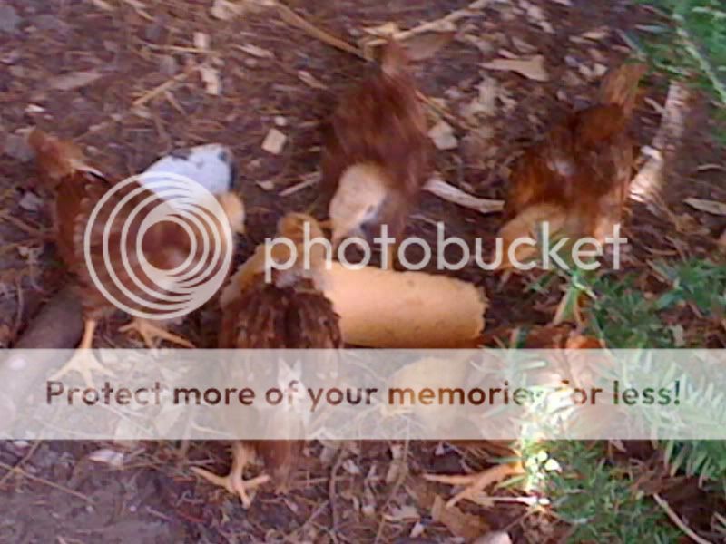 Chickens-11-11-10-039.jpg