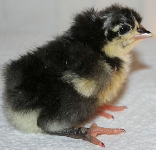 bc3mottled.jpg