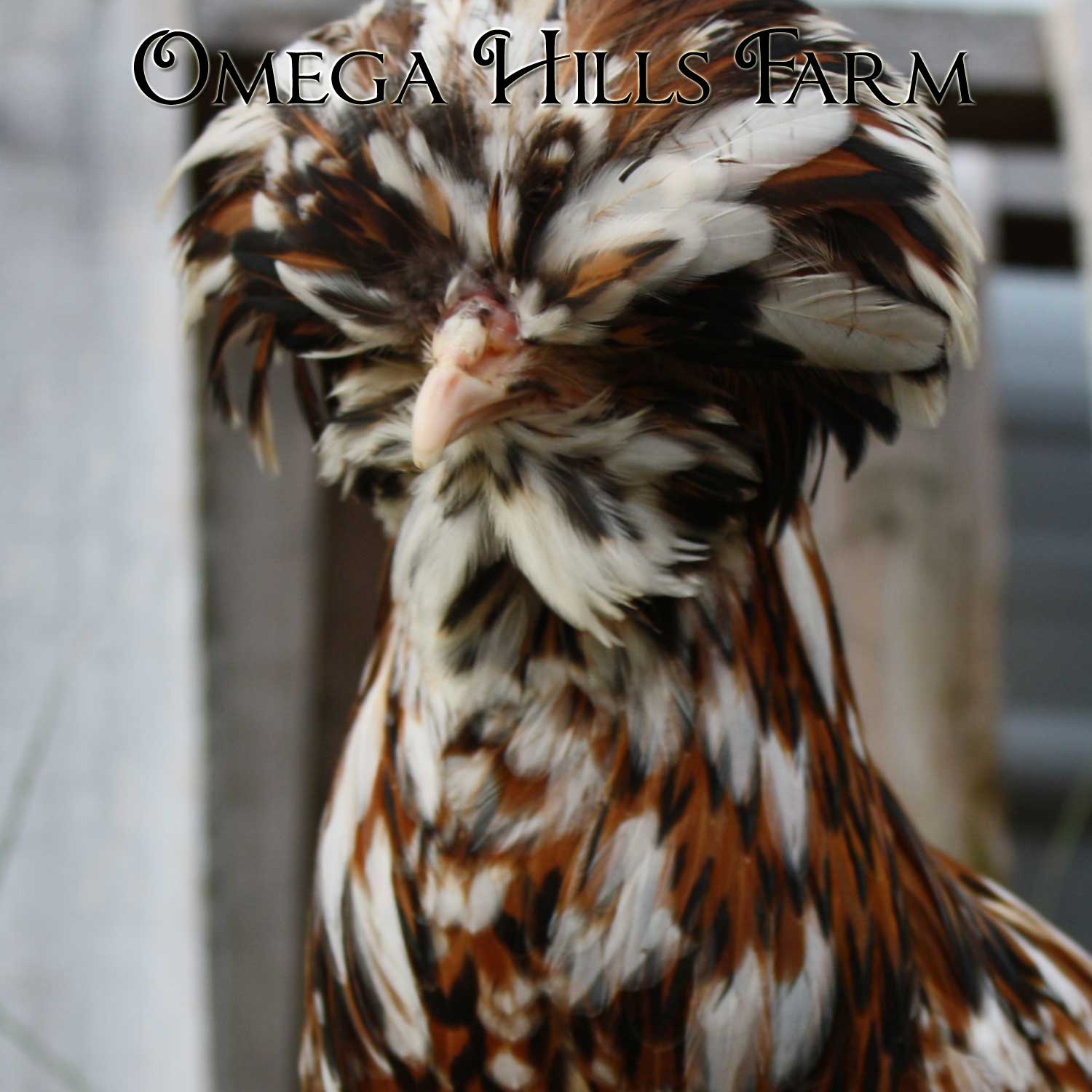 tolbunt-hen.jpg